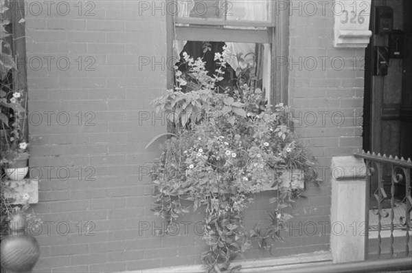 New York, New York. 61st Street between 1st and 3rd Avenues. Flowers in a window.