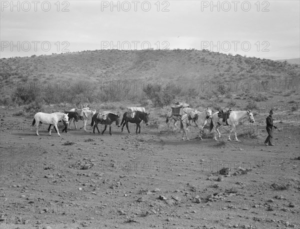 Sheep herders' pack train coming down from summer camp. Washington County, Idaho.