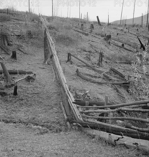 Fencing on new farms in cut-over area. Priest River Valley, Bonner County, Idaho.