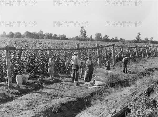 Weighting scales at edge of bean field. Near West Stayton, Marion County, Oregon.