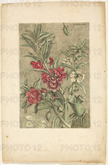 Impatiens, from Collection des plantes usuelles, curieuses, et étrangères, 1767.