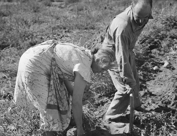 Couple digging their sweet potatoes in the fall. Irrigon, Morrow County, Oregon.