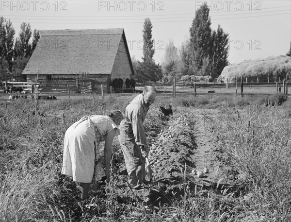 Couple digging their sweet potatoes in the fall. Irrigon, Morrow County, Oregon.