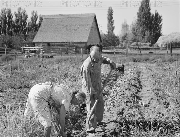 Couple digging their sweet potatoes in the fall. Irrigon, Morrow County, Oregon.