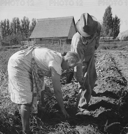 Couple digging their sweet potatoes in the fall. Irrigon, Morrow County, Oregon.