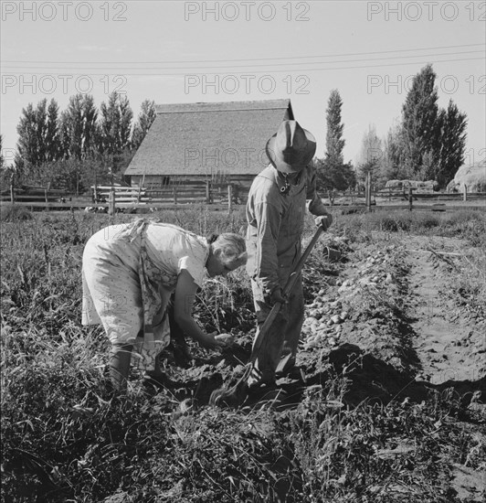 Couple digging their sweet potatoes in the fall. Irrigon, Morrow County, Oregon.