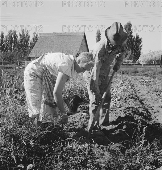 Couple digging their sweet potatoes in the fall. Irrigon, Morrow County, Oregon.