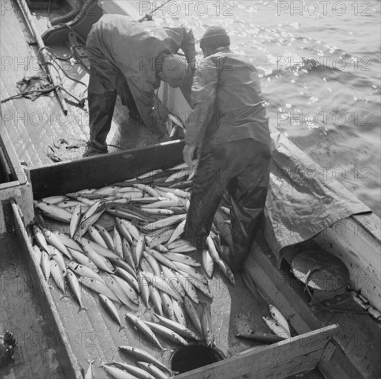 Mackerel fishing, Gloucester, Massachusetts. Raking mackerel into the ice hole.