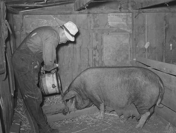 Mr. Bosley of Bosley reorganization unit, Baca County, Colorado, feeding a sow.