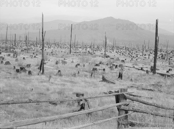 Stumps and sags on uncleared land. Priest River country, Bonner County, Idaho.