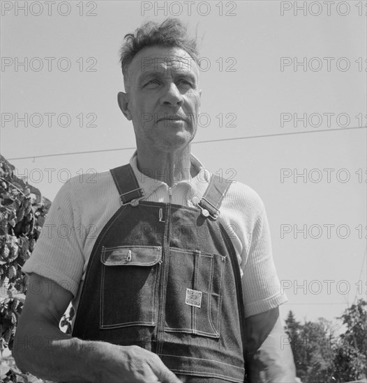 Hop picker, once Nebraska farm owner. Near Independence, Polk County, Oregon.