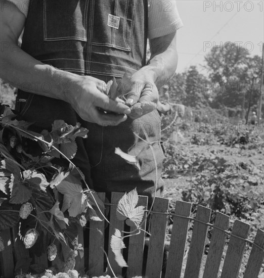 Hop picker, once Nebraska farm owner. Near Independence, Polk County, Oregon.