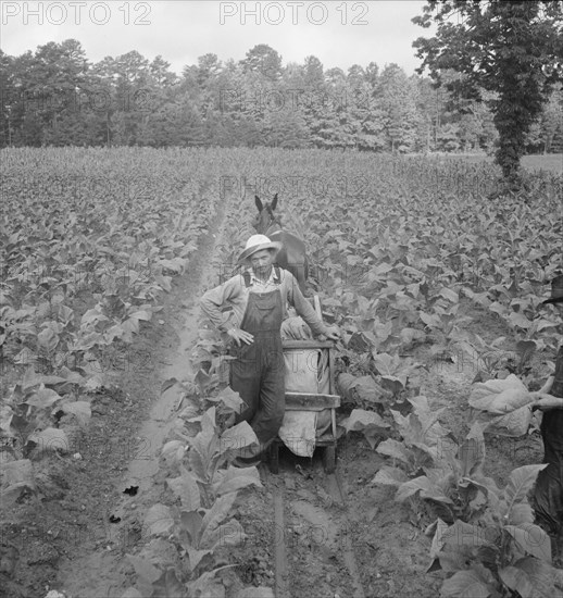 [Untitled, possibly related to: Putting in tobacco. Shoofly, North Carolina].
