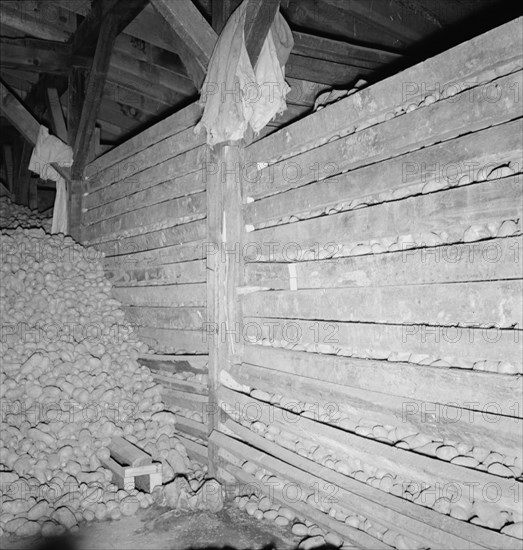 Potatoes in storage cellar at end of season. Merrill, Klamath County, Oregon.