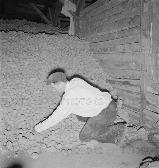 Potatoes in storage cellar at end of season. Merrill, Klamath County, Oregon.