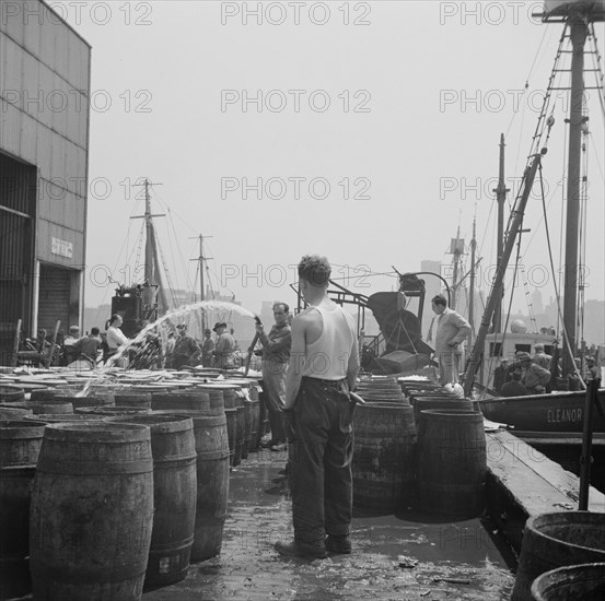 New York, New York. Watering fish at the Fulton fish market with brine water.