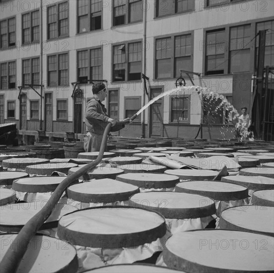 New York, New York. Watering fish at the Fulton fish market with brine water.