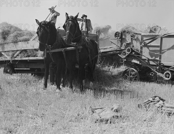 Threshing, midsummer, noon. Five miles west of Malin. Klamath County, Oregon.