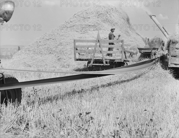 Threshing, midsummer, noon. Five miles west of Malin. Klamath County, Oregon.