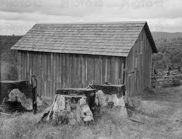 Western Washington, Thurston County, near Michigan Hill. Part of stump farm.