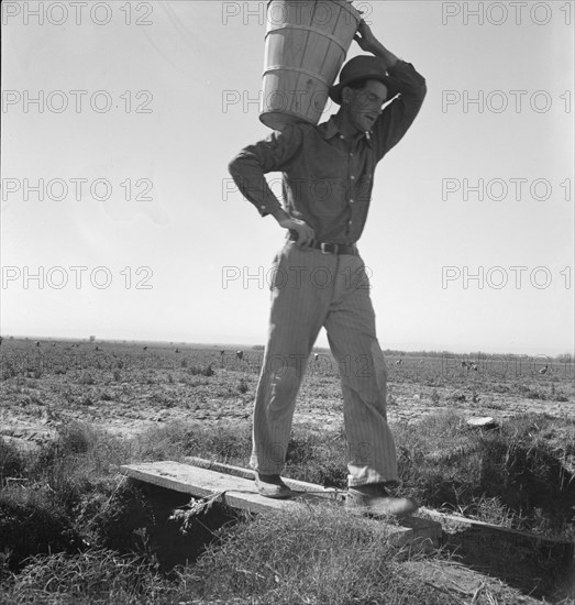 Pickers coming into the weigh master. Pea field near Calipatria, California.