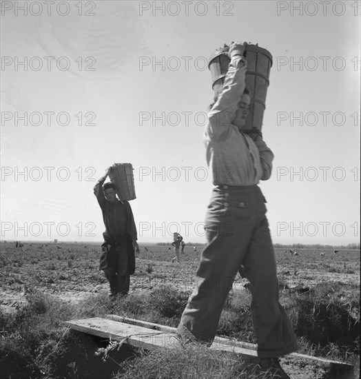 Pickers coming into the weigh master. Pea field near Calipatria, California.