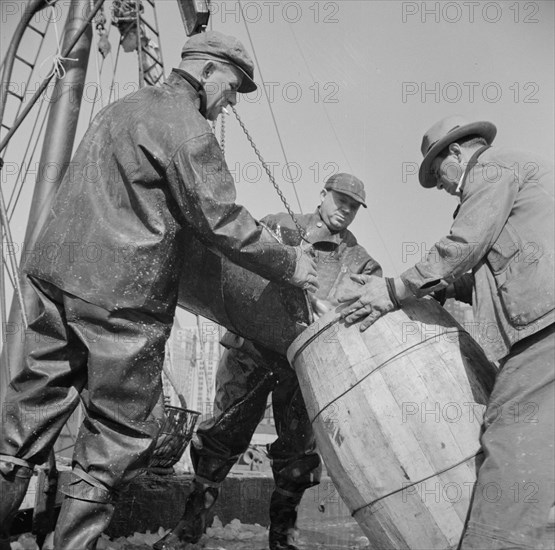 New York, New York. Filling a barrel with codfish at the Fulton fish market.