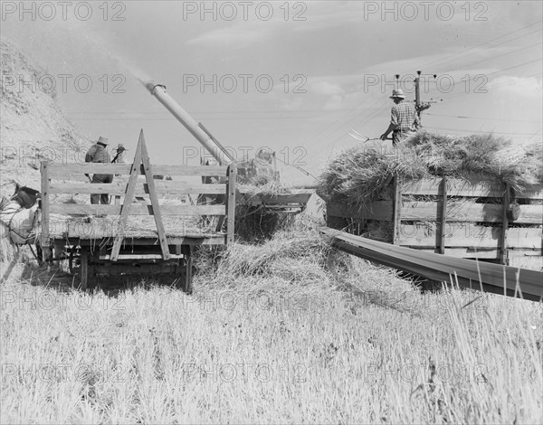 Threshing, midsummer noon. Five miles west of Malin. Klamath County, Oregon.