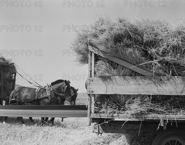 Threshing, midsummer noon. Five miles west of Malin. Klamath County, Oregon.