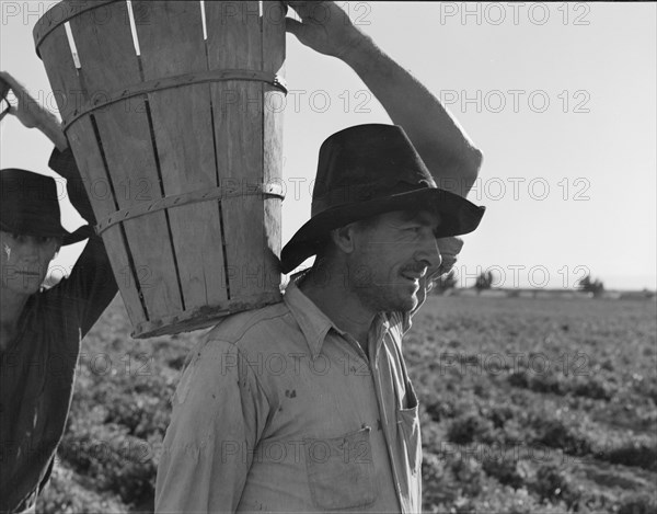 Pickers coming into the weigh master. Pea field near Calipatria, California.