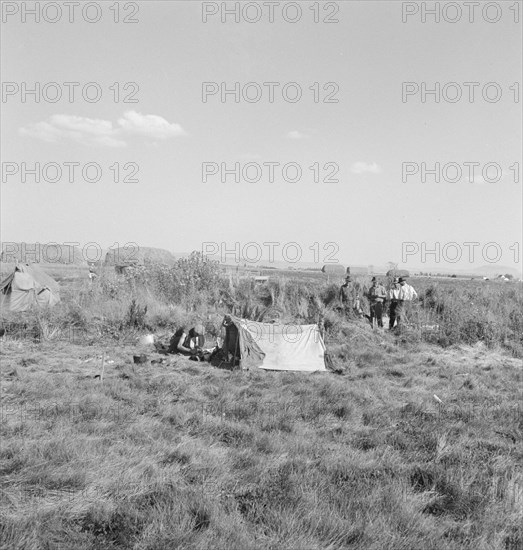 Camp of single men. Tulelake, Siskiyou County, California. Potato pickers.