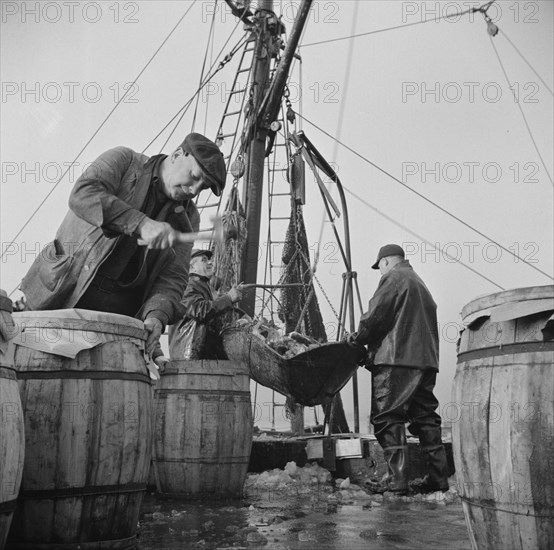 New York, New York. Unloading and packing fish at the Fulton fish market.