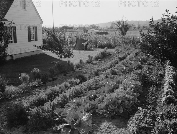 Washington, Cowlitz County, Longview. On the Longview homestead project.