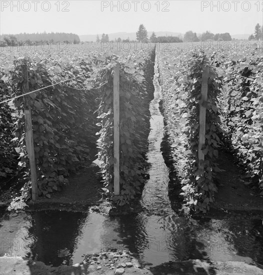 Oregon, Marion County, near West Stayton. Beanfield showing irrigation.