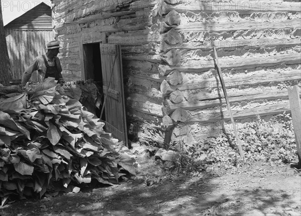 Putting in the tobacco after the morning work. Shoofly, North Carolina.