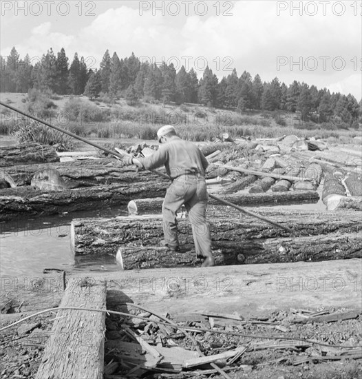 Pond monkey steers log raft in mill pond. Keno, Klamath County, Oregon.