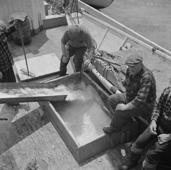 New York, New York. Icing the hold of a ship at the Fulton fish market.