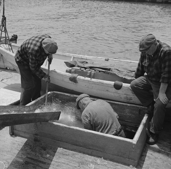 New York, New York. Icing the hold of a ship at the Fulton fish market.