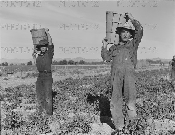 Pea pickers coming into the weigh master. Near Calipatria, California.