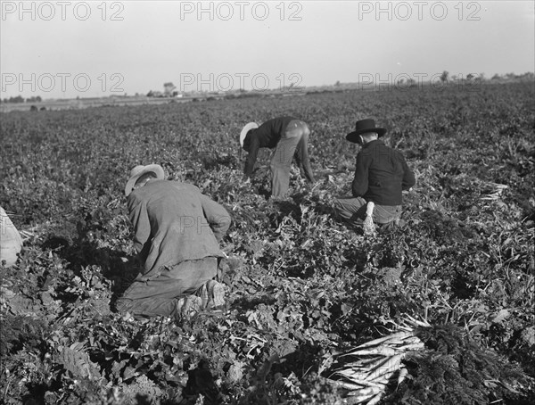 Migratory field worker pulling carrots. Imperial Valley, California.