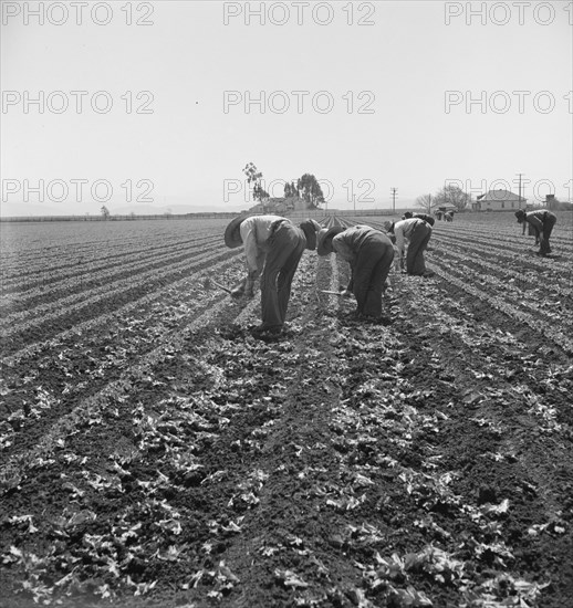 Gang of Filipino boys thinning lettuce. Salinas Valley, California.