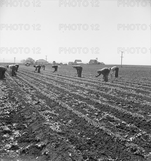 Gang of Filipino boys thinning lettuce. Salinas Valley, California.