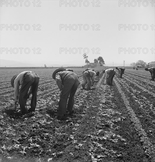 Gang of Filipino boys thinning lettuce. Salinas Valley, California.