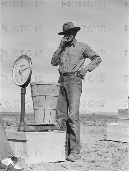 Pea picker at scales. Near Calipatria, Imperial Valley, California.