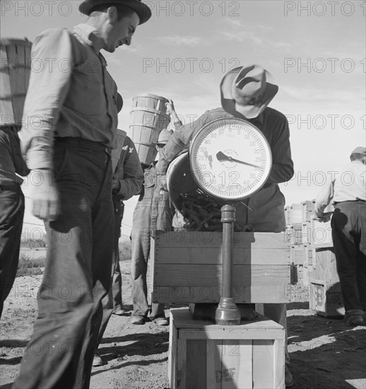 Pea picker at scales. Near Calipatria, Imperial Valley, California.