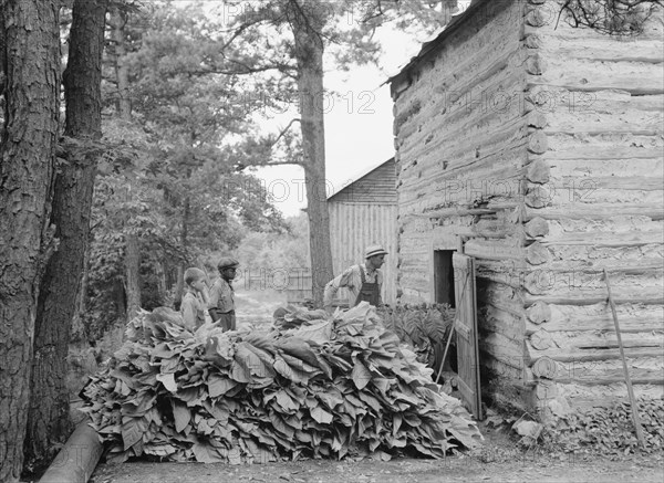 Putting in tobacco after the morning work. Shoofly, North Carolina.