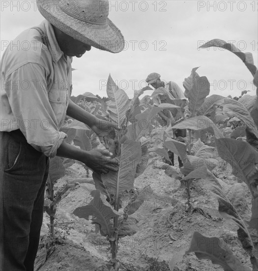 Zollie Lyons and son worming tobacco. Wake County, North Carolina.