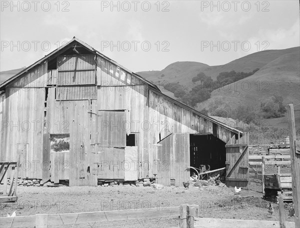 Farmyard of small Italian farmer. Santa Clara County, California.