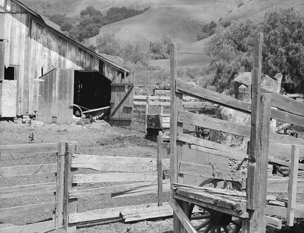 Farmyard of small Italian farmer. Santa Clara County, California.