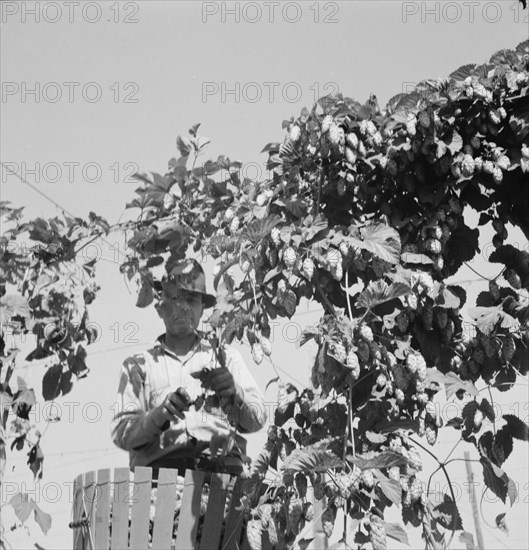 Hop vine and hop picker. Near Independence, Polk County, Oregon].